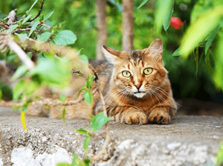 chat promenade